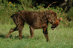 German Broken-coated Pointing Dog