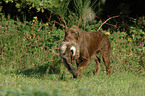 German Broken-coated Pointing Dog