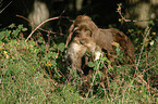 German Broken-coated Pointing Dog