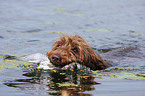 retrieving German Broken-coated Pointing Dog