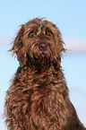 Pudelpointer Portrait