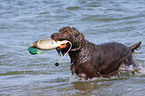 retrieving German Broken-coated Pointing Dog