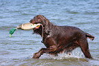 retrieving German Broken-coated Pointing Dog