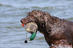 retrieving German Broken-coated Pointing Dog