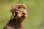 German Broken-coated Pointing Dog Portrait