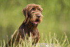 German Broken-coated Pointing Dog Portrait