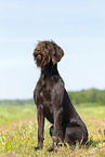 German Broken-coated Pointing Dog in summer