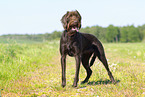 German Broken-coated Pointing Dog in summer