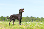 German Broken-coated Pointing Dog in summer