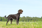 German Broken-coated Pointing Dog in summer