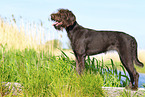 German Broken-coated Pointing Dog in summer