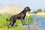 German Broken-coated Pointing Dog in summer