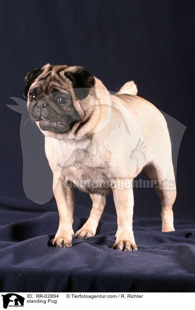 stehender Mops / standing Pug / RR-02894