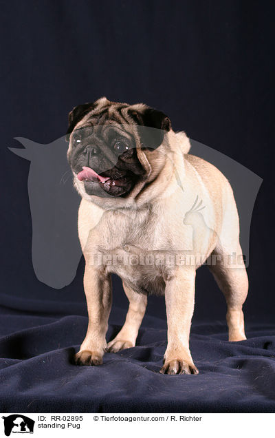 stehender Mops / standing Pug / RR-02895