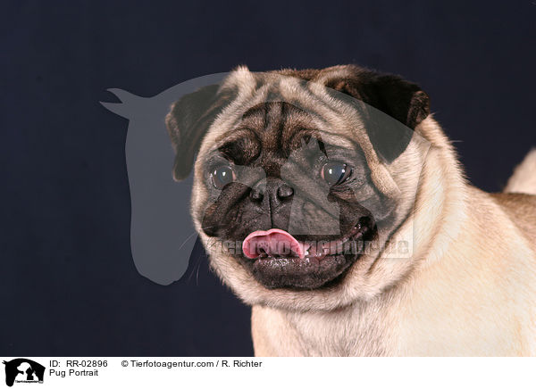 Pug Portrait / RR-02896