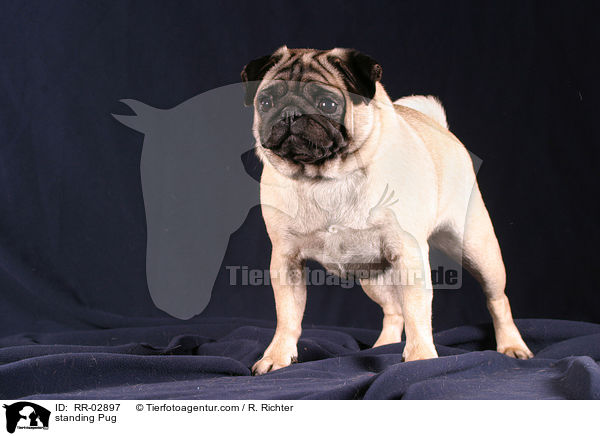 stehender Mops / standing Pug / RR-02897