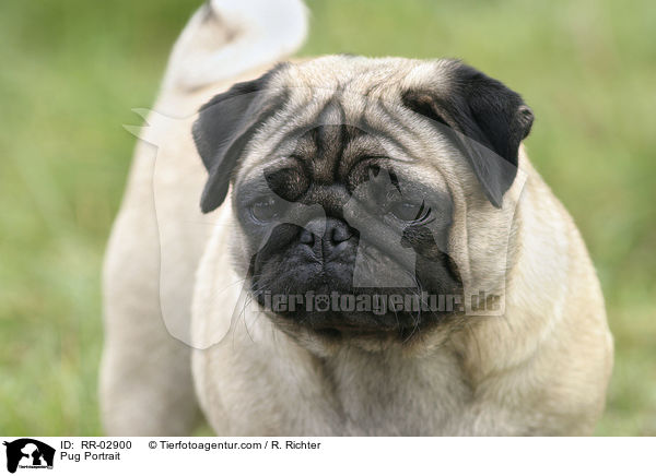 Mops im Portrait / Pug Portrait / RR-02900