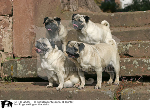 Vier Mpse warten auf der Treppe / four Pugs waiting on the stairs / RR-02903