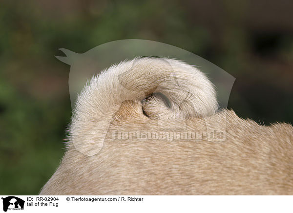 tail of the Pug / RR-02904