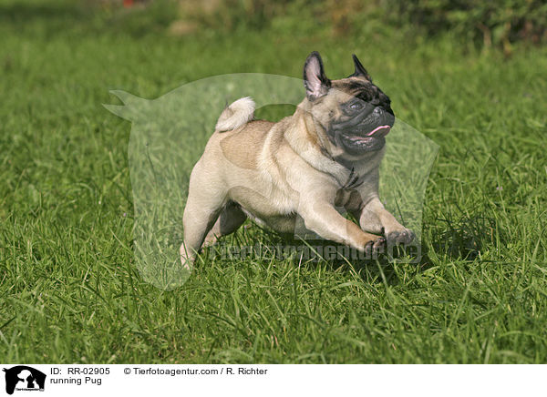 rennender Mops / running Pug / RR-02905