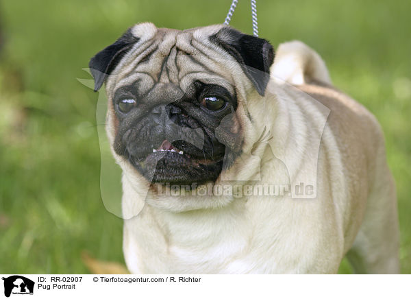 Mops im Portrait / Pug Portrait / RR-02907