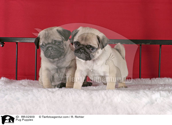 Mops Welpen im Bett / Pug Puppies / RR-02909