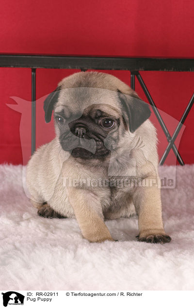 Pug Puppy / RR-02911