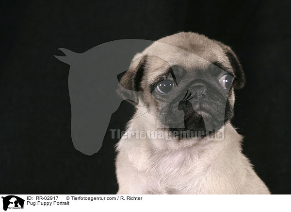Mops Welpe im Portrait / Pug Puppy Portrait / RR-02917