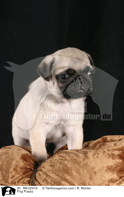 Mops Welpe auf Kissen / Pug Puppy / RR-02919