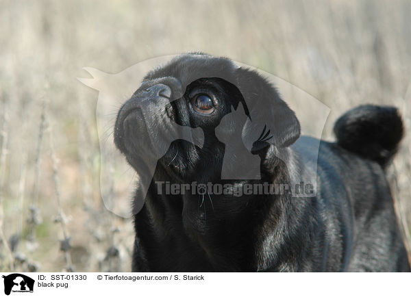 black pug / SST-01330