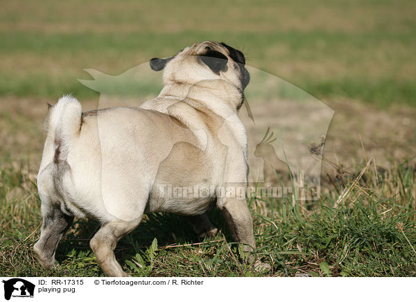 spielender Mops / playing pug / RR-17315