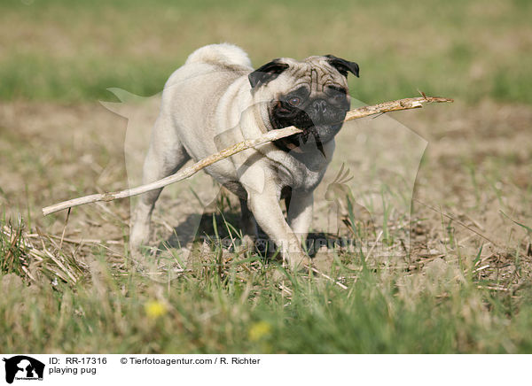spielender Mops / playing pug / RR-17316