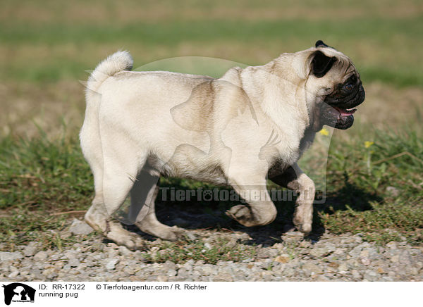 rennender Mops / running pug / RR-17322