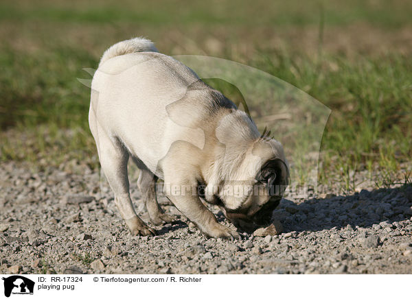 spielender Mops / playing pug / RR-17324