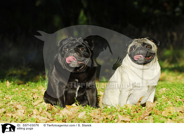 sitzende Mpse / sitting pugs / SST-03076
