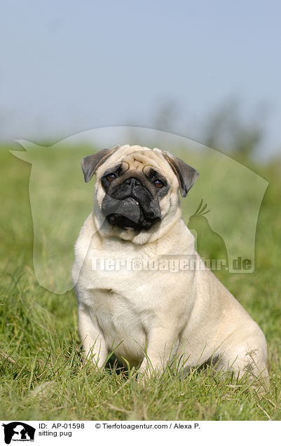 sitzender Mops / sitting pug / AP-01598
