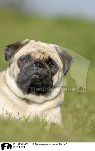 junger Mops / young pug / AP-01602