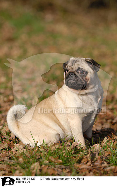 sitzender Mops / sitting pug / MR-01327