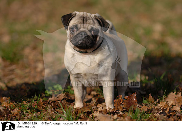 stehender Mops / standing pug / MR-01329