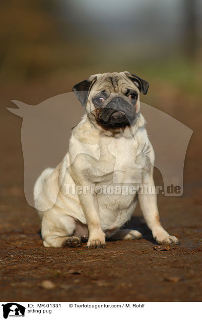 sitzender Mops / sitting pug / MR-01331