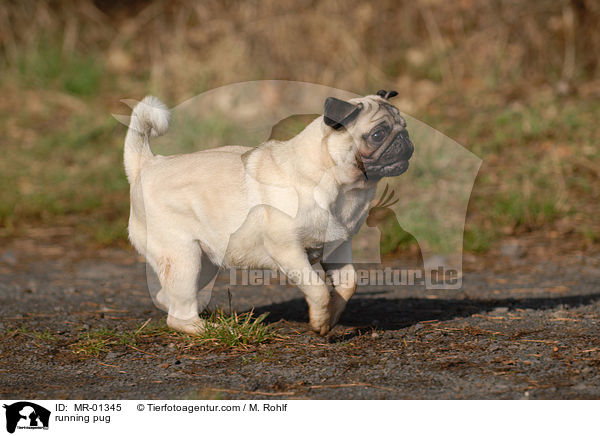 rennender Mops / running pug / MR-01345