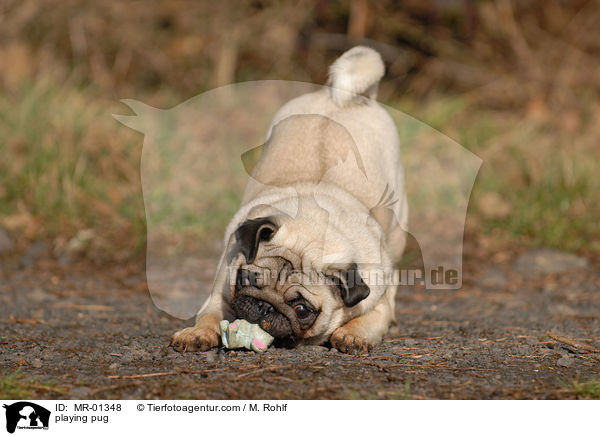 spielender Mops / playing pug / MR-01348