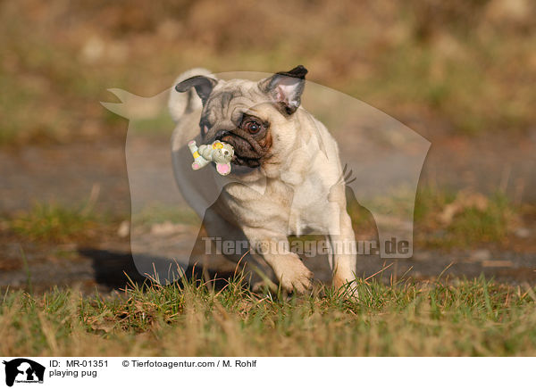 spielender Mops / playing pug / MR-01351