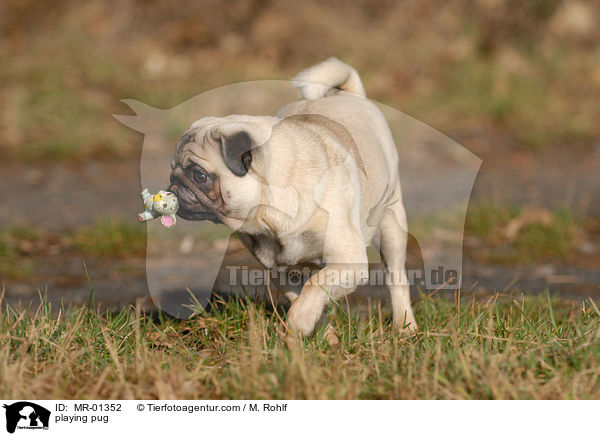 spielender Mops / playing pug / MR-01352