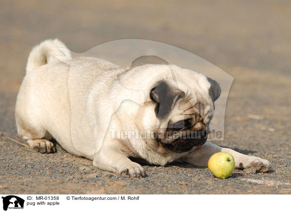 Mops mit Apfel / pug with apple / MR-01358