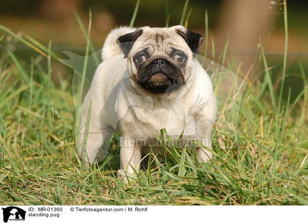 stehender Mops / standing pug / MR-01360