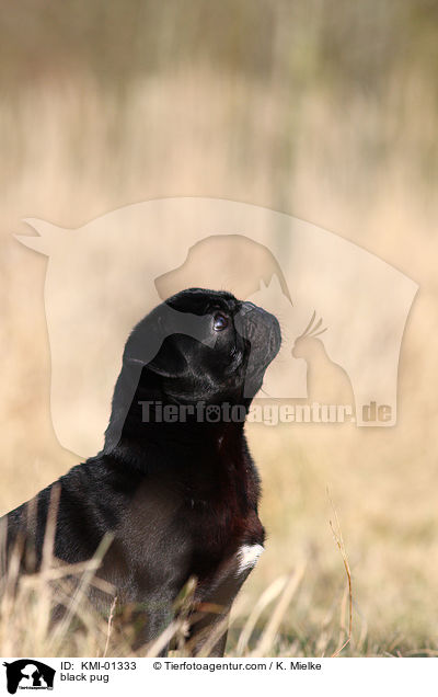 schwarzer Mops / black pug / KMI-01333