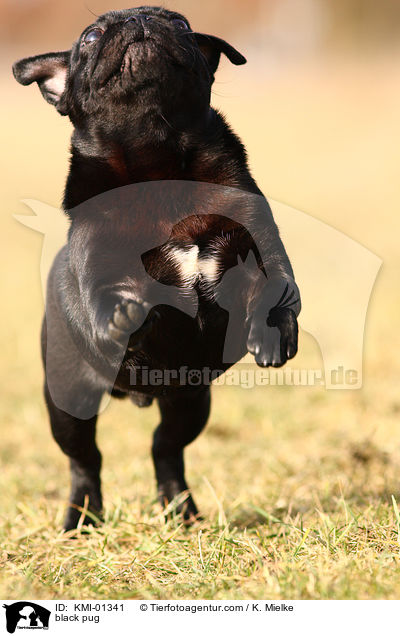 schwarzer Mops / black pug / KMI-01341