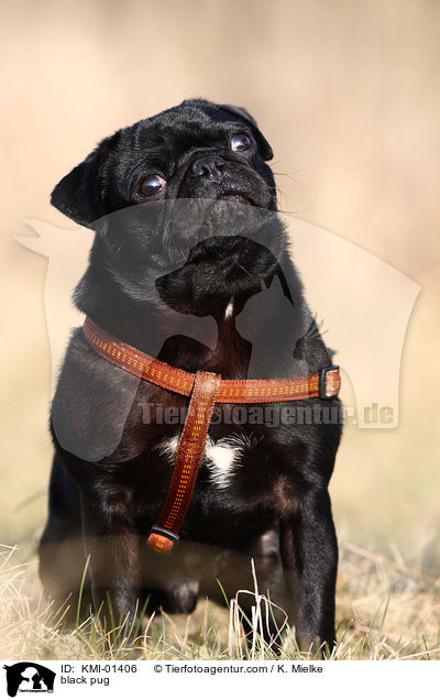 schwarzer Mops / black pug / KMI-01406