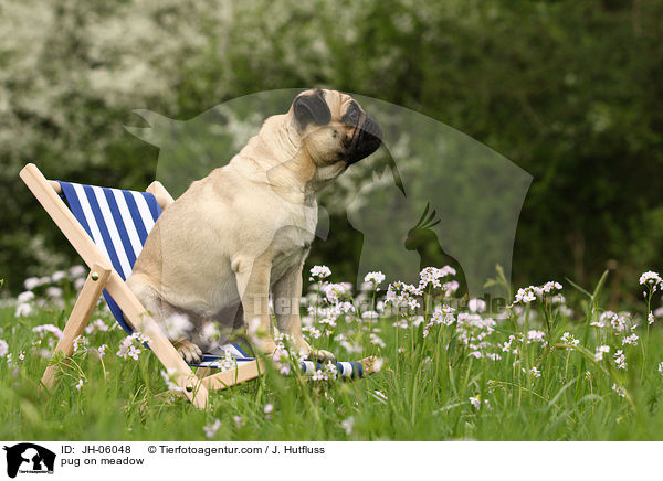 Mops auf Wiese / pug on meadow / JH-06048